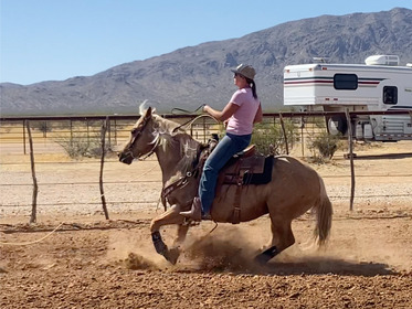 gentle for anyone to ride on trails or around the ranch! Penning, Sorting, Ropes Head/Heels/Breakaway