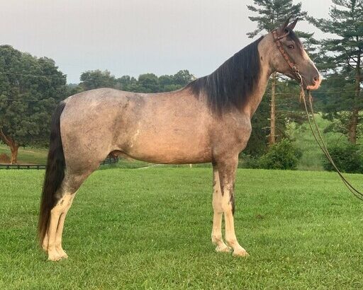 gentle for anyone to ride on trails or around the ranch! Penning, Sorting, Ropes Head/Heels/Breakaway