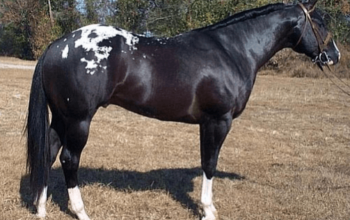 The Complete Guide to Walkaloosa Horses