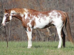 Big stout gelding with lots of color and lots of ride! Sidepasses, does flying lead changes… Ready to hit the trails or head out on the ranch! Shown