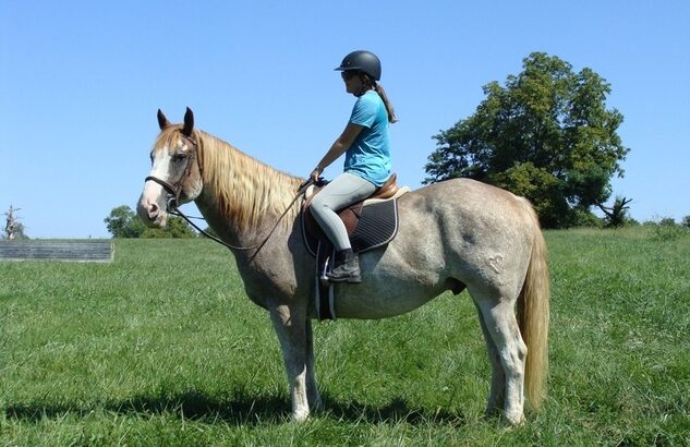 Trail horse, Dressage prospect, proven Jumper! Can go in any direction!