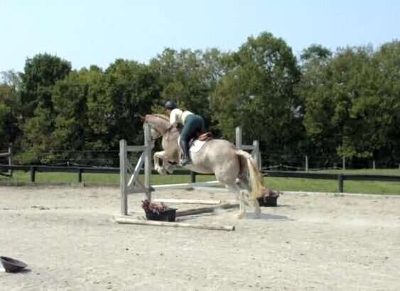 Trail horse, Dressage prospect, proven Jumper! Can go in any direction!