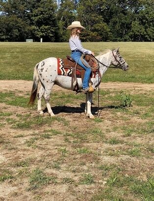 trail Pony, gentle for any rider, Loud Colored!