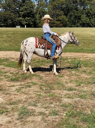 trail Pony, gentle for any rider, Loud Colored!