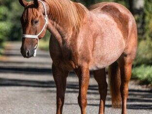 Penning, Sorting, Roping… Family, Kids, Confidence Builder