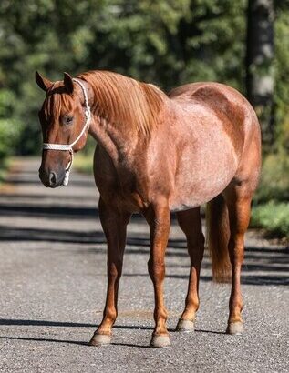 Sorting, Roping… All around using horse that’s safe for the Whole Family!!!