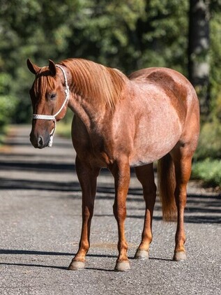 Sorting, Roping… All around using horse that’s safe for the Whole Family!!!