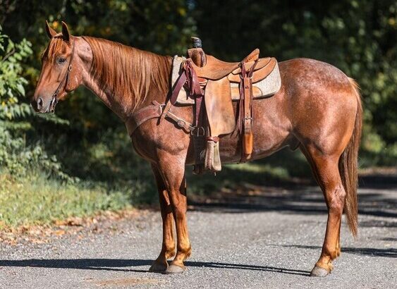 Sorting, Roping… All around using horse that’s safe for the Whole Family!!!