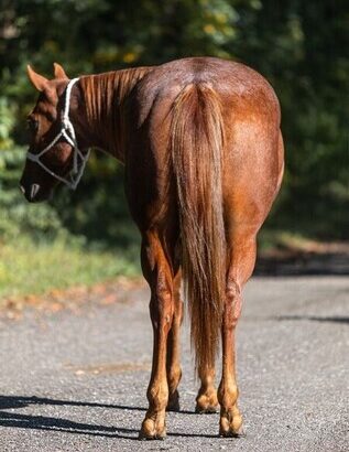 Penning, Sorting, Roping… Family, Kids, Confidence Builder