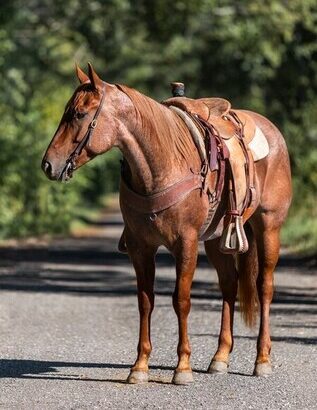 Sorting, Roping… All around using horse that’s safe for the Whole Family!!!