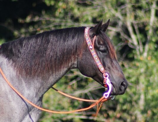 big stout and gentle for anyone to ride on trails or around the ranch! Barrels, Penning, Sorting, Ropes Head/Heels!