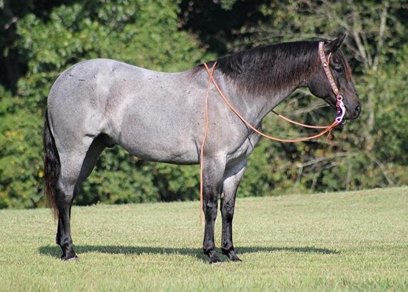 big stout and gentle for anyone to ride on trails or around the ranch! Barrels, Penning, Sorting, Ropes Head/Heels!