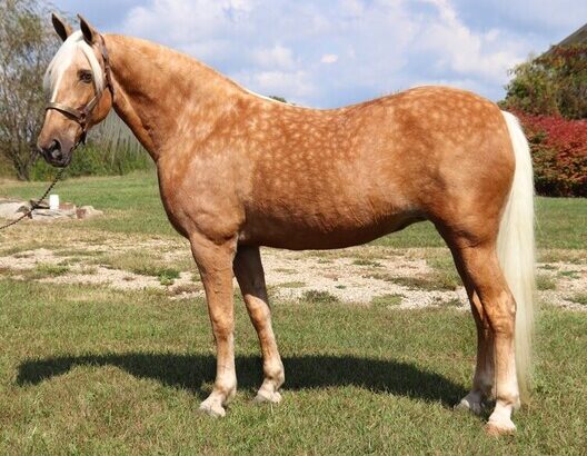 Safe trail horse, gentle for any rider on trails! Super smooth gaited and Very Flashy, Barbie Doll Horse