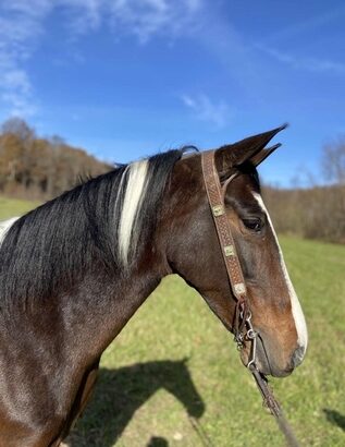 Safe trail horse, gentle for any rider on trails! Super smooth gaited and Very Flashy! !