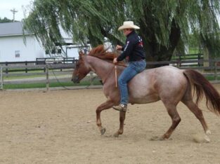 stout and gentle for anyone to ride! Penning, Sorting, Ropes Head/Heels, Cutting… Top Prospe