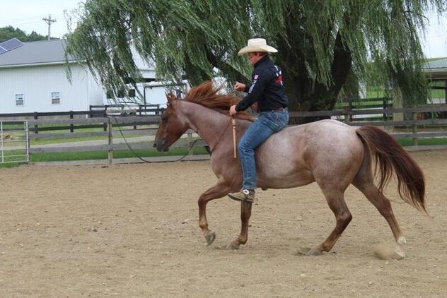 stout and gentle for anyone to ride! Penning, Sorting, Ropes Head/Heels, Cutting… Top Prospe