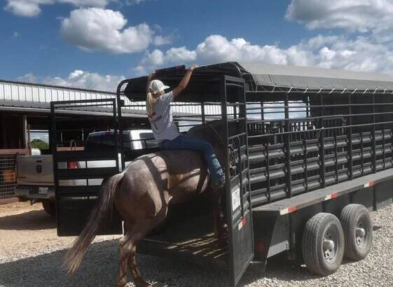 stout and gentle for anyone to ride! Penning, Sorting, Ropes Head/Heels, Cutting… Top Prospe