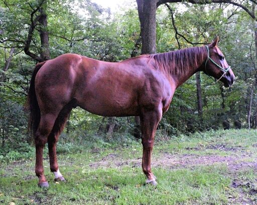 gentle for any rider on trails or around the ranch! Penning, Sorting, Roping