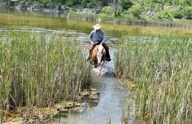 trail horse, gentle for any rider on trails or around the ranch! Top Show Horse, AQHA Points Earner!!!