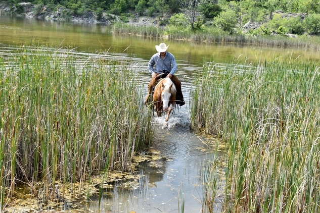 trail horse, gentle for any rider on trails or around the ranch! Top Show Horse, AQHA Points Earner!!!