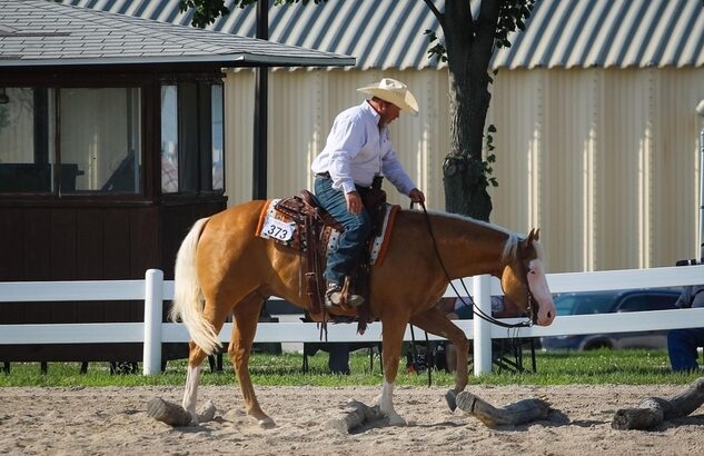 trail horse, gentle for any rider on trails or around the ranch! Top Show Horse, AQHA Points Earner!!!