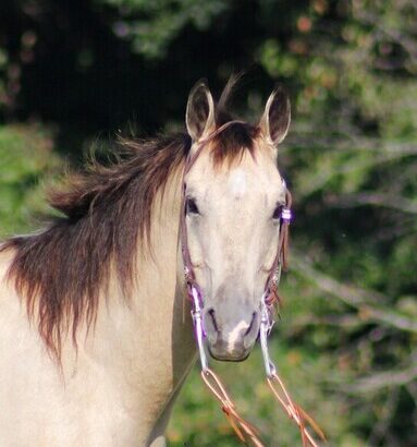 trail horse, gentle for any rider on trails or around the ranch! Top Show Horse, AQHA Points Earner!!!