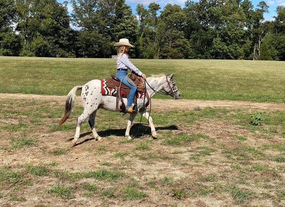 trail Pony, gentle for any rider, Loud Colored!