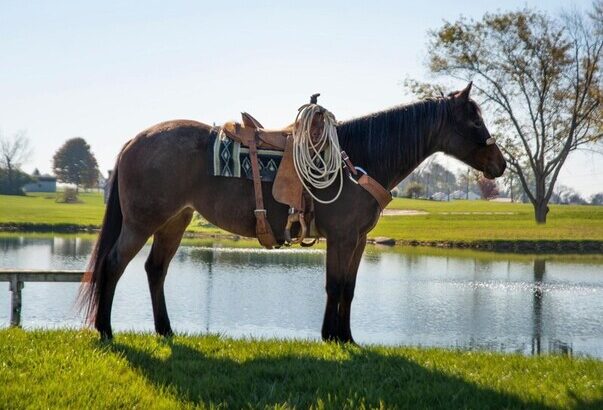Safe trail horse, gentle for any rider on trails! Handy around the Ranch