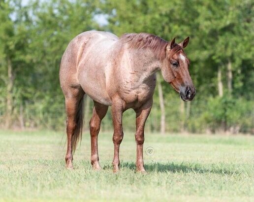 gentle for any rider on trails or around the ranch! Ridden all across the USA! Draftcross!!!