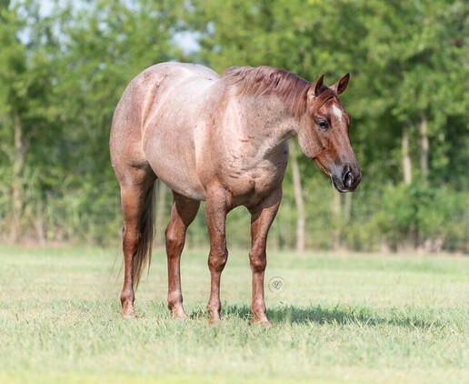 gentle for any rider on trails or around the ranch! Ridden all across the USA! Draftcross!!!