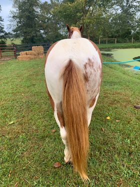 gentle for any rider on trails! Super smooth gaited and Very Flashy, Barbie Doll Horse!!!