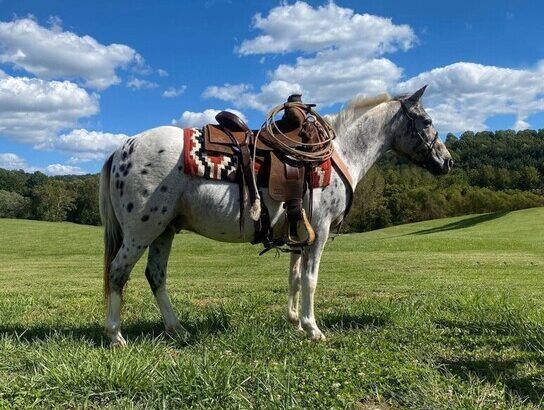 trail Pony, gentle for any rider, Loud Colored!