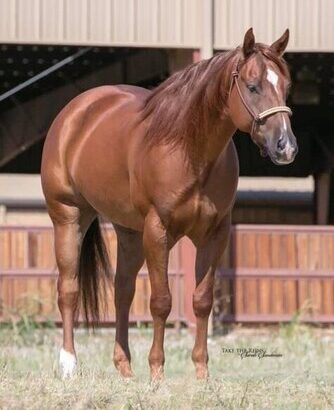 PlatinumEquineAuction.com Ranch, Penning, Sorting, Barrels, Poles, NRHA Money Winner, finished Reining Horse!!! Whiz N Tag Chex son!!