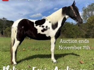 afe trail horse, gentle for any rider on trails! Super smooth gaited and Very Flashy, Spotted Saddle Horse!!!