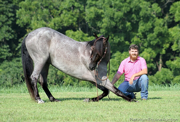 True Blue Roan Trick Horse, Super Smooth gaited,