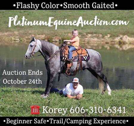 Safe trail horse, gentle for any rider on trails! Super smooth gaited and Very Flashy, Sharp Dapple Grey!!!