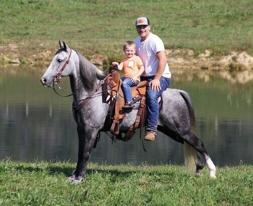 Safe trail horse, gentle for any rider on trails! Super smooth gaited and Very Flashy, Sharp Dapple Grey!!!