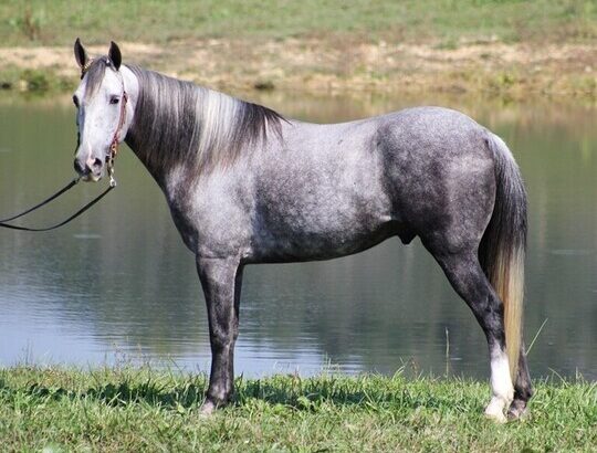 Safe trail horse, gentle for any rider on trails! Super smooth gaited and Very Flashy, Sharp Dapple Grey!!!