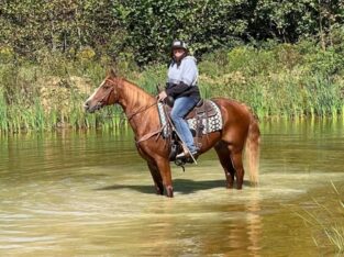 gentle for any rider on trails or around the ranch! Good handle, very gentle for beginners