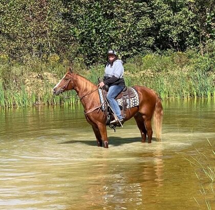 gentle for any rider on trails or around the ranch! Good handle, very gentle for beginners