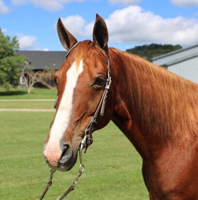 gentle for any rider on trails or around the ranch! Good handle, very gentle for beginners