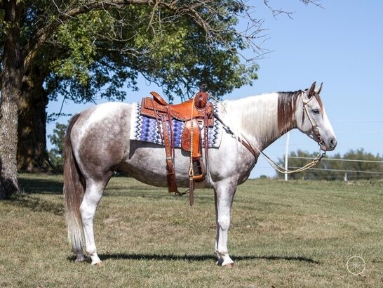 gentle for any rider on trails or around the ranch! Fanciest Draftcross that you will see!!!