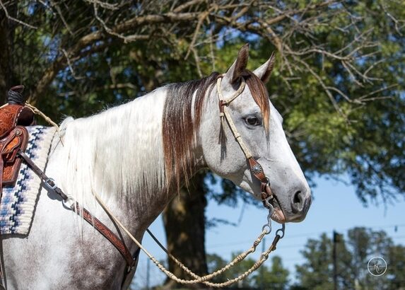 gentle for any rider on trails or around the ranch! Fanciest Draftcross that you will see!!!