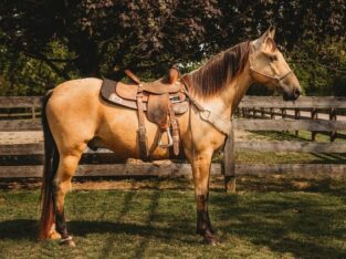 well broke, fancy buckskin gelding. Great on trails and traffic safe!!!