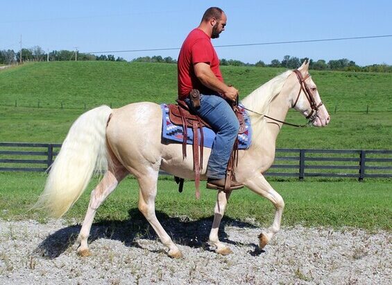 Super smooth gaited and Very Flashy, Unique Color