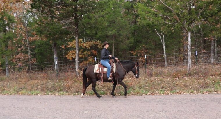 Gentle & Safe Black Missouri Fox Trotter Trail Gelding