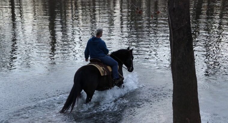 Gentle & Safe Black Missouri Fox Trotter Trail Gelding