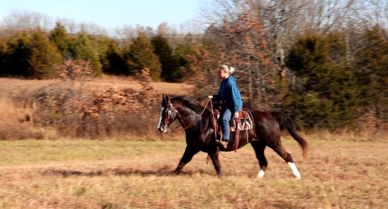 Good Looking Black Missouri Fox Trotter Trail Riding Mare