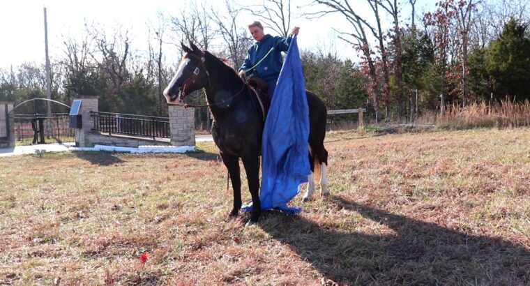 Good Looking Black Missouri Fox Trotter Trail Riding Mare