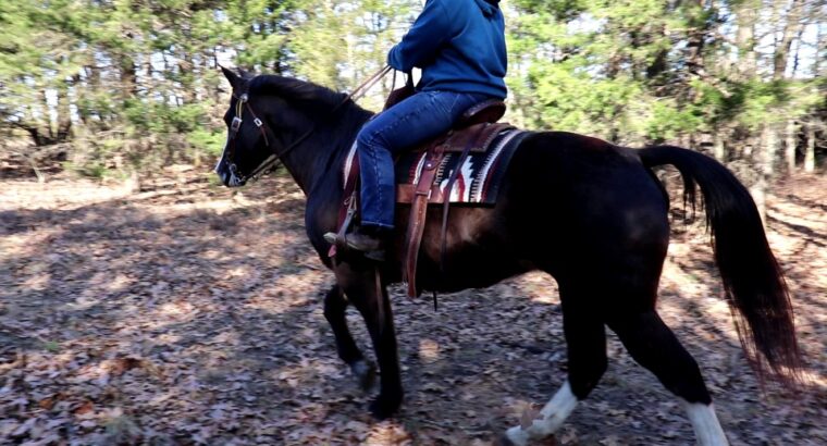 Good Looking Black Missouri Fox Trotter Trail Riding Mare